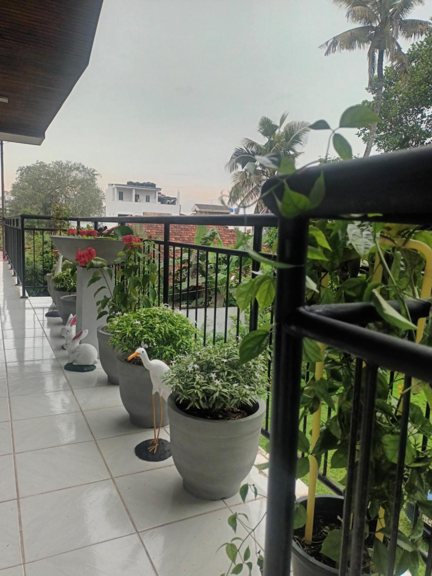 Lovely Flowers In Mount Lavinia Dehiwala-Mount Lavinia Dış mekan fotoğraf